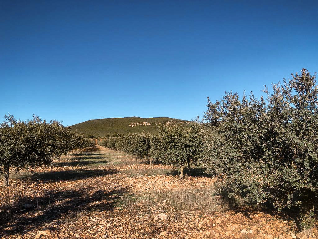 Trüffelplantage Mallorca